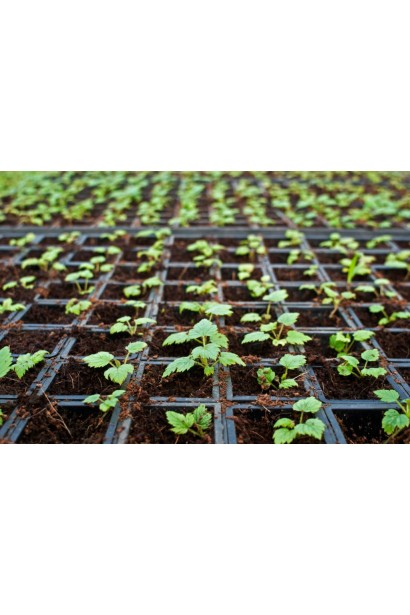 Малина ремонтантна Геракл - саджанці Р9